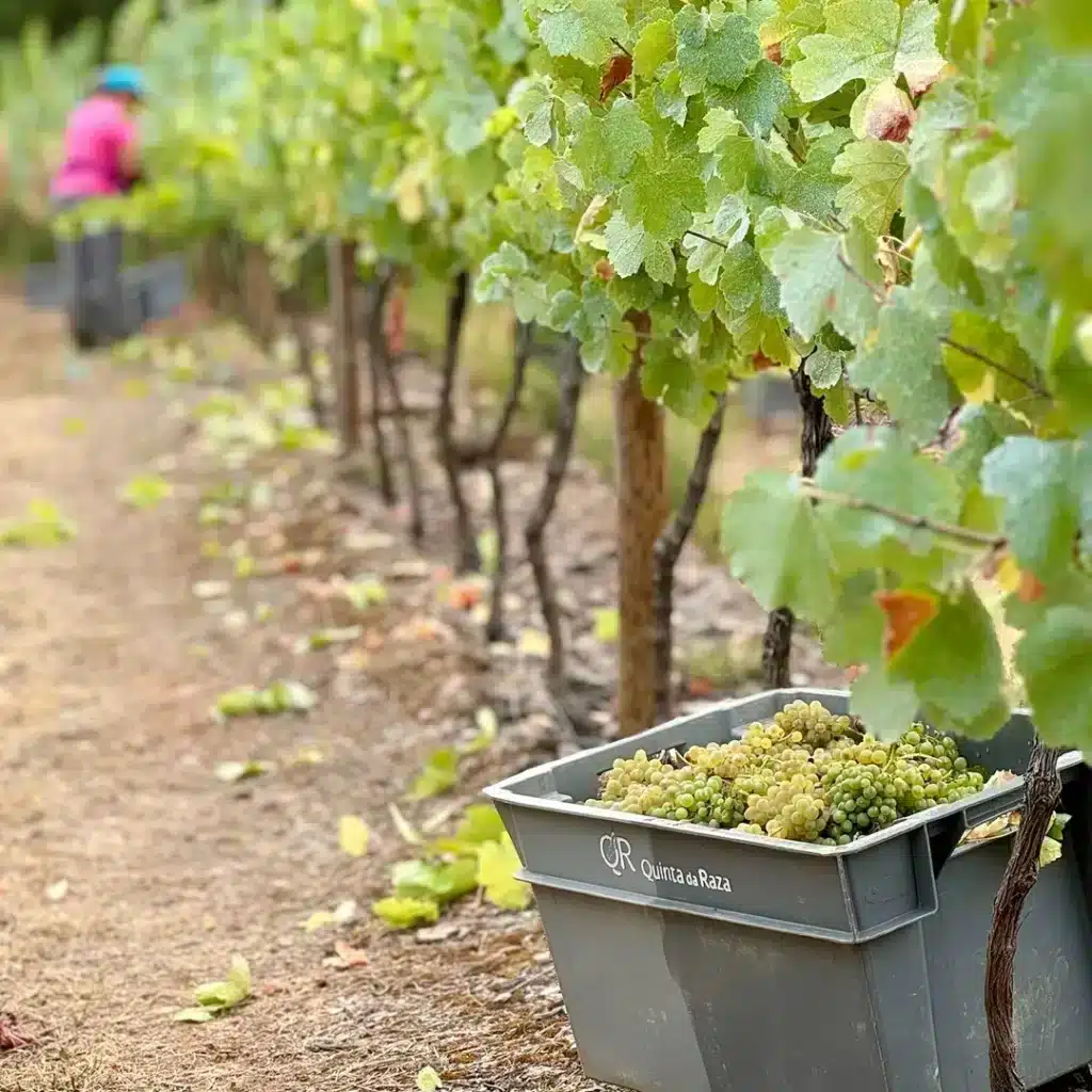 Caixa de Vindima Quinta da Raza